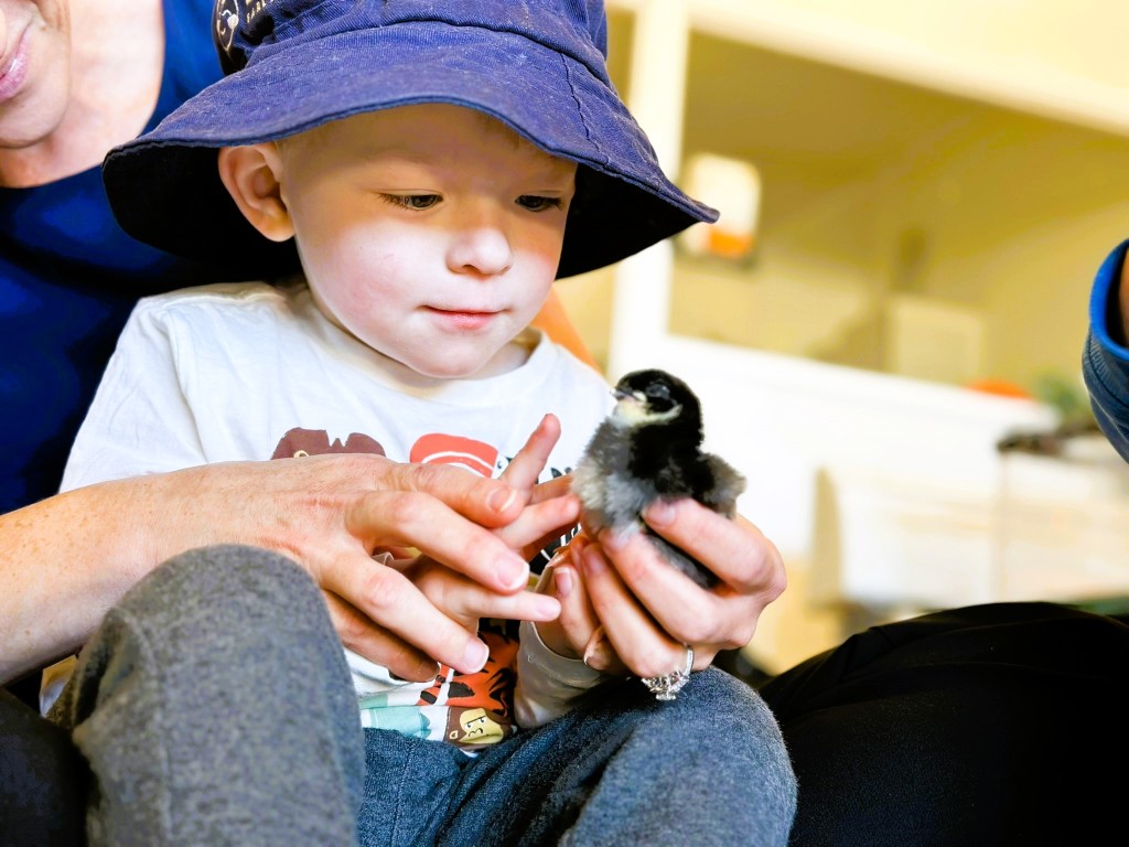 Henny Penny hatching program: Discovering the wonders of Mother Nature ...