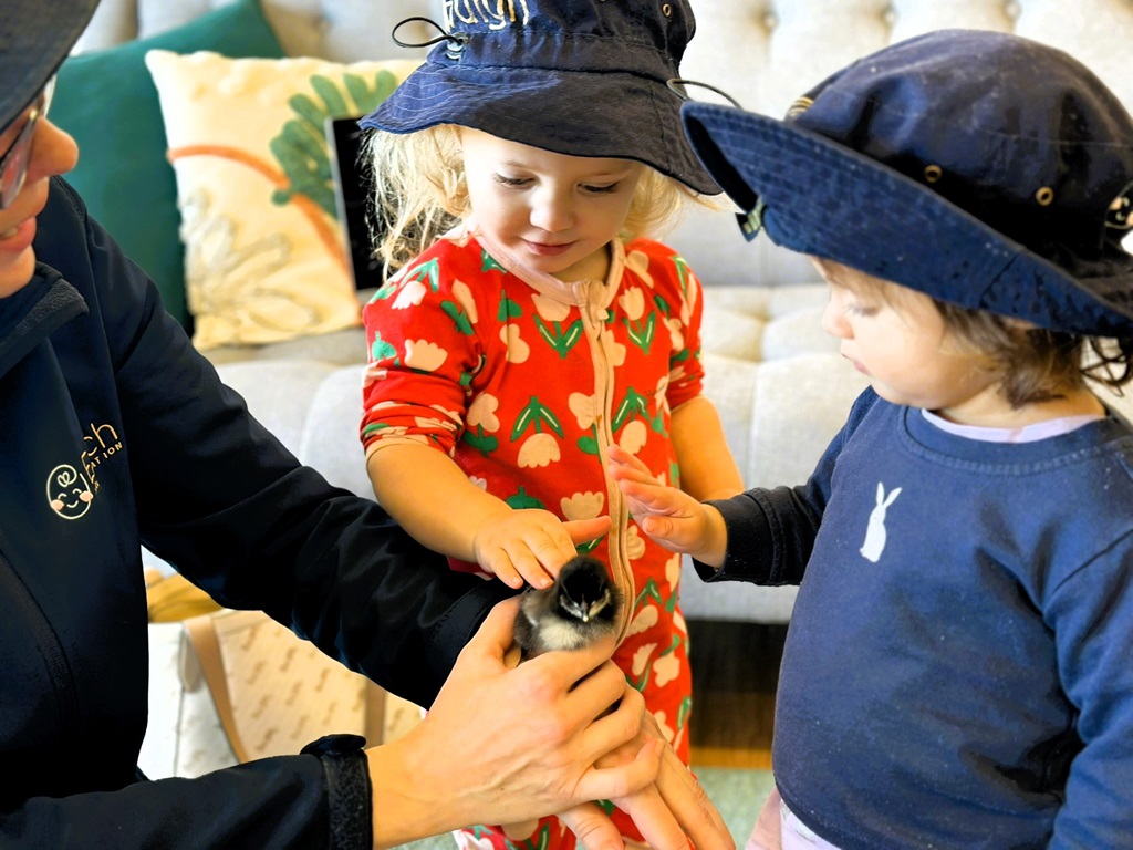 Henny Penny Chicks in the classroom