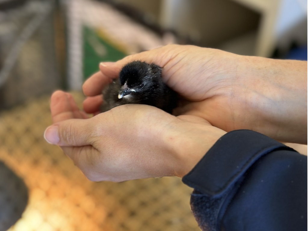 Henny Penny hatching program: Discovering the wonders of Mother Nature ...