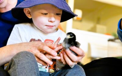 Henny Penny hatching program