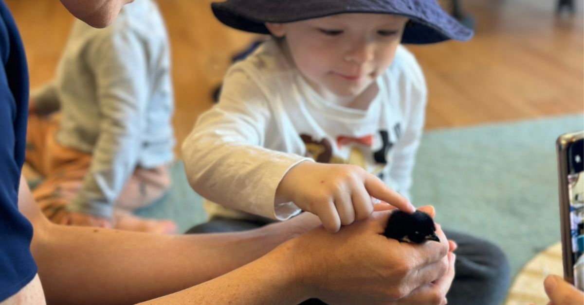 Henny Penny Chicken Program