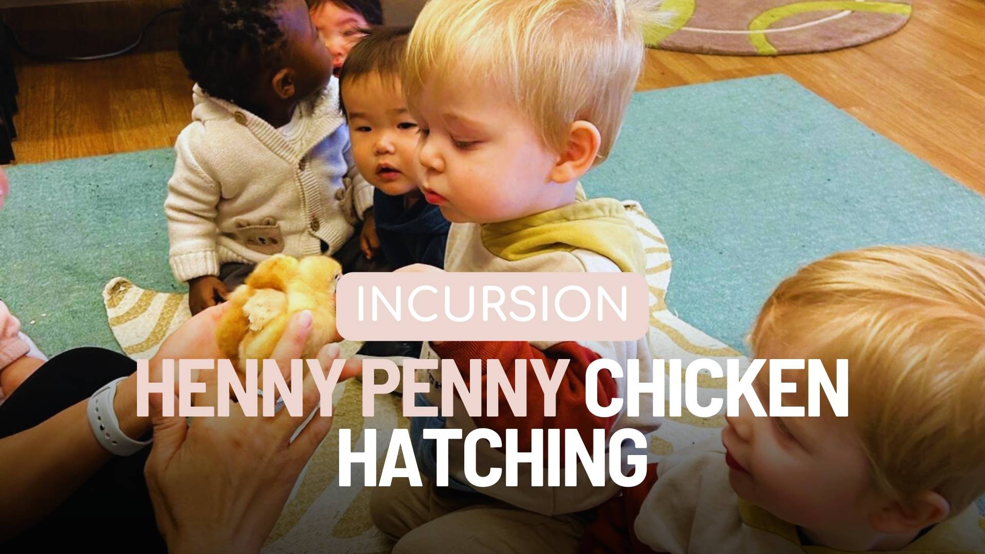 Henny Penny Chicken Hatching
